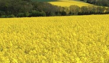 В Гомельской области на 80% площадях от планов завершен посев озимого рапса 